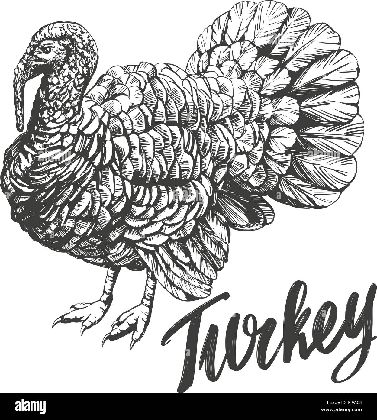 La Turquie aux oiseaux de hand drawn vector illustration croquis réalistes Illustration de Vecteur
