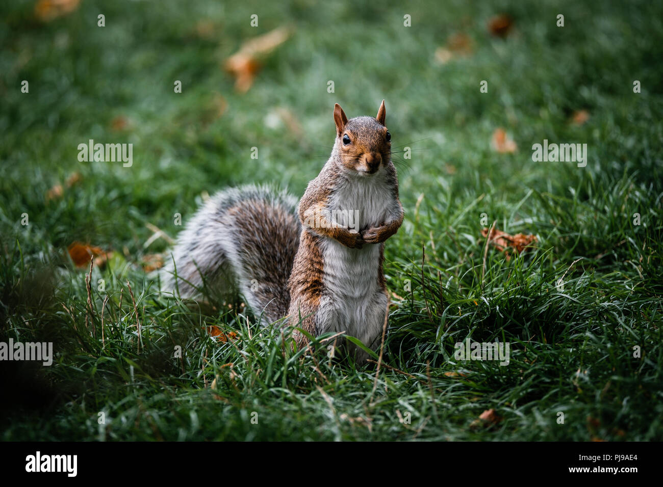 Écureuil gris, dans un parc britannique Banque D'Images