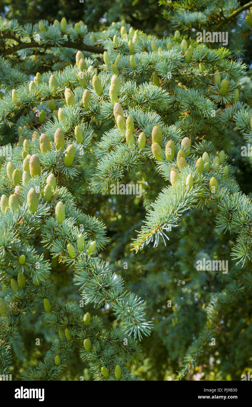 Le feuillage et les cônes de fructification sur un arbre mature Cedrus atlantica glauca Banque D'Images