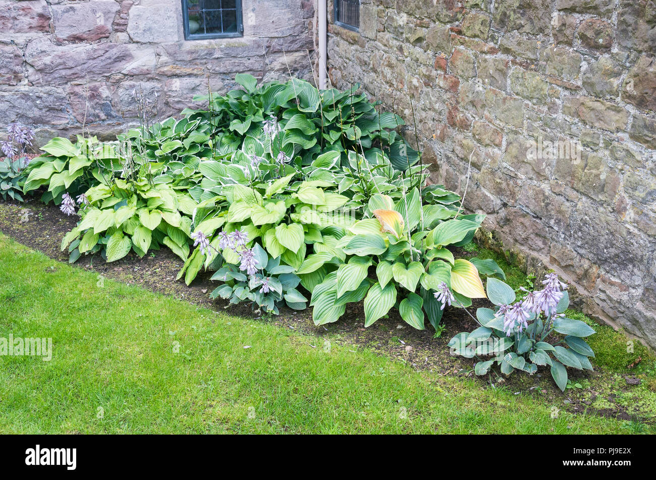 Un lit triangulaire de plantes Hosta tirant parti de gauche pièce de terre en Cumbria UK Banque D'Images