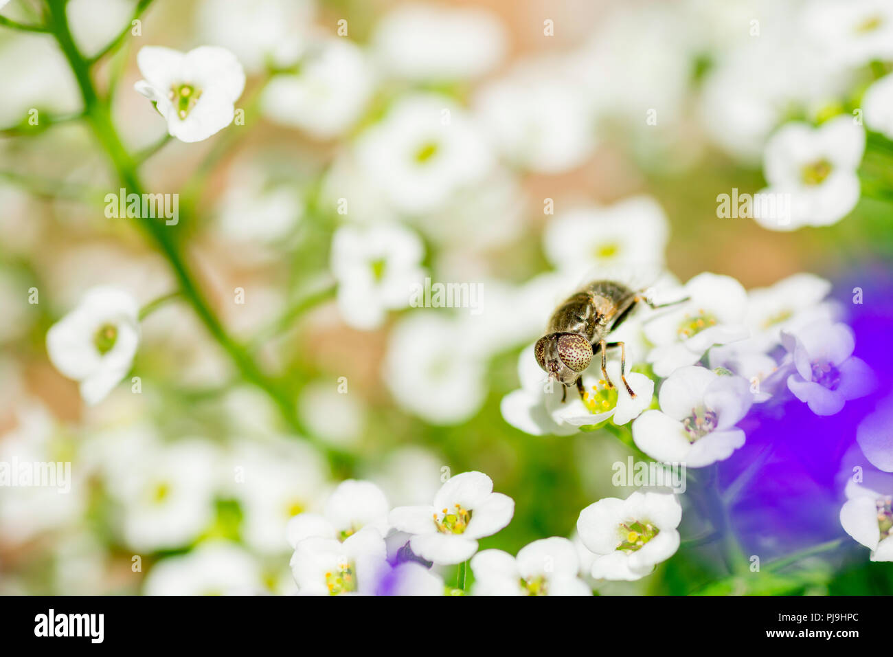 Bug sur la fleur de près. Macro photo Banque D'Images