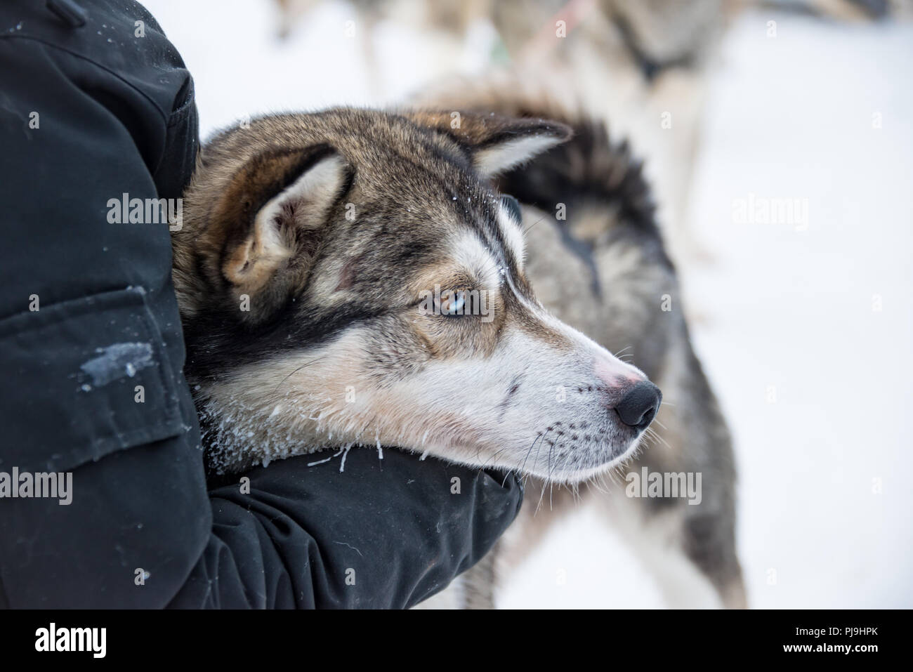 Chien Husky close-up, Laponie, Finlande Banque D'Images