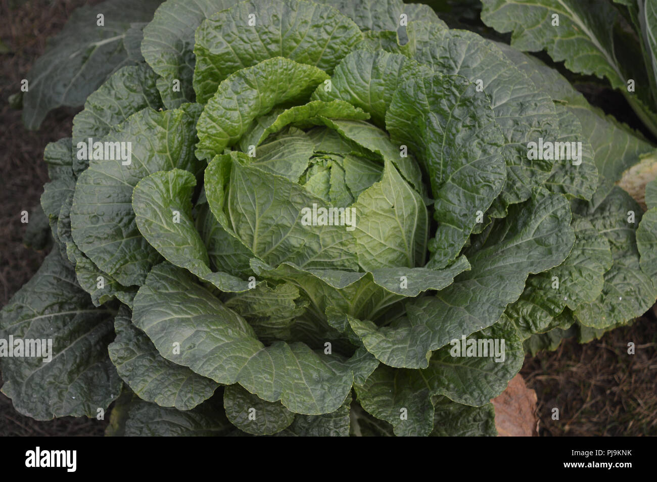 Chou vert fruits vegetarin Banque D'Images