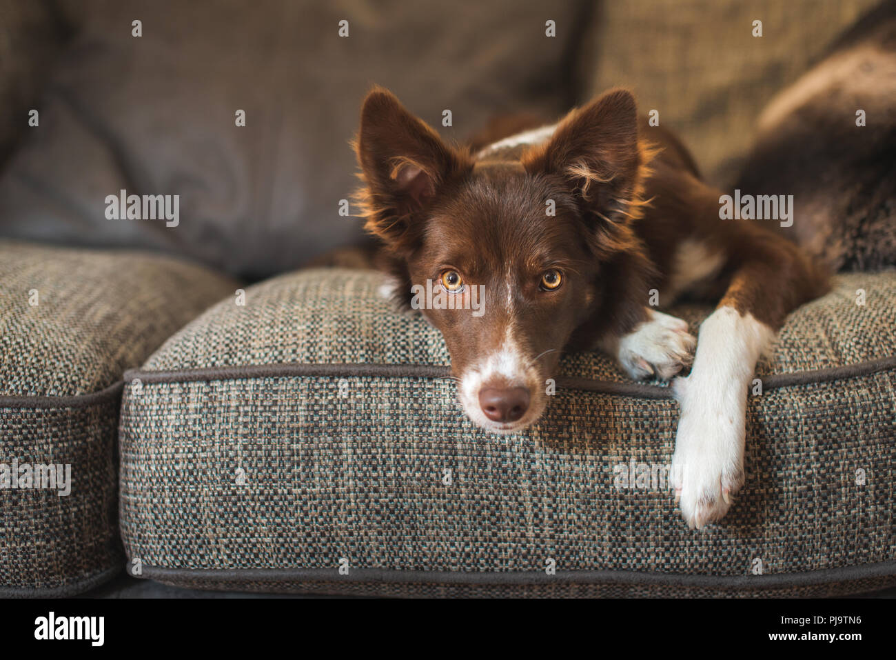 Le rouge et le blanc Border Collie chiot sur canapé de luxe Banque D'Images Le rouge et le blanc Border Collie chiot sur canapé de luxe Banque D'Images