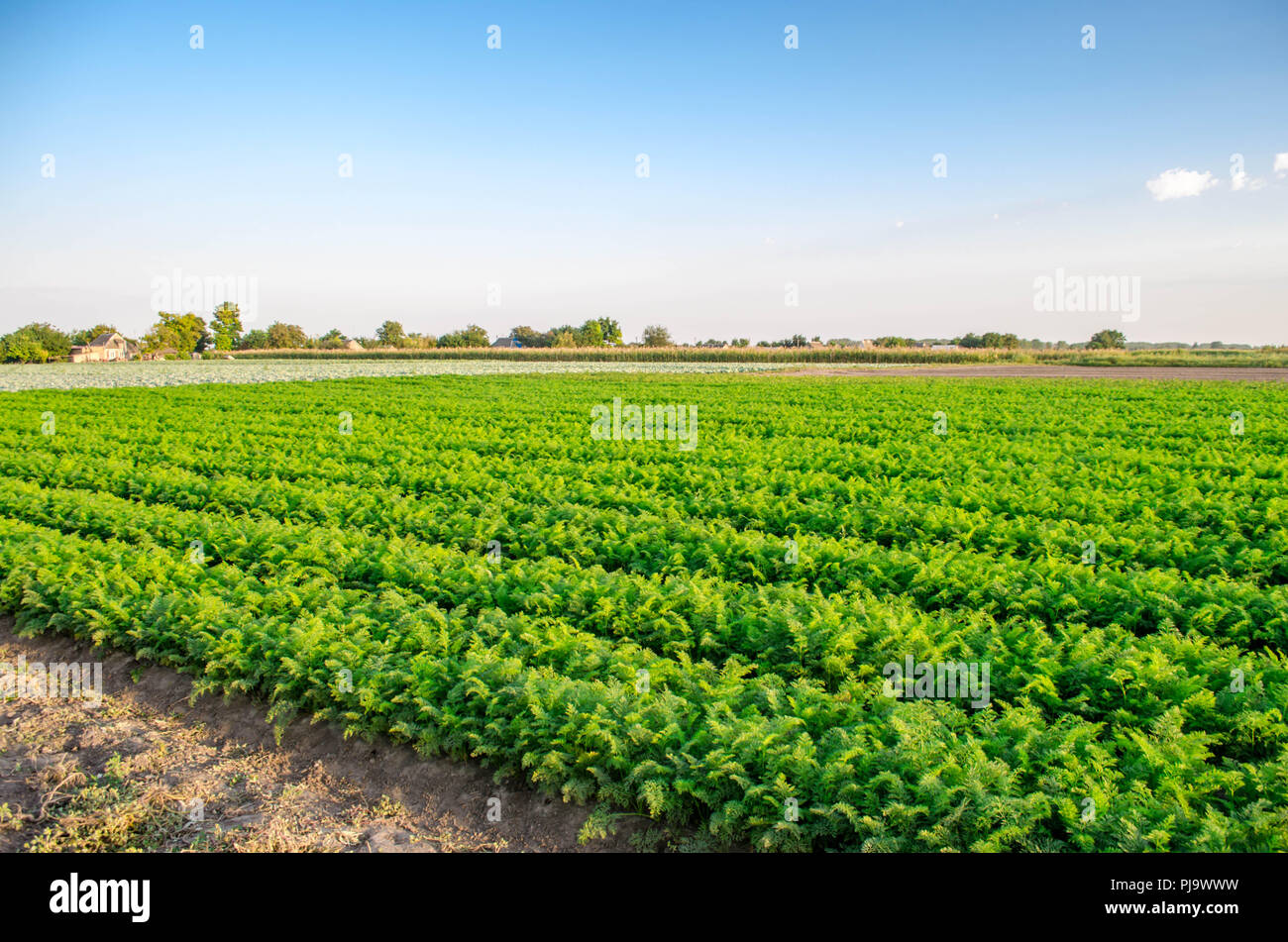 Plantation de la carotte dans le domaine. beau paysage. L'agriculture. L'agriculture. rangée de légumes. journée ensoleillée. L'éco-friendly, produits agricoles, detox Banque D'Images