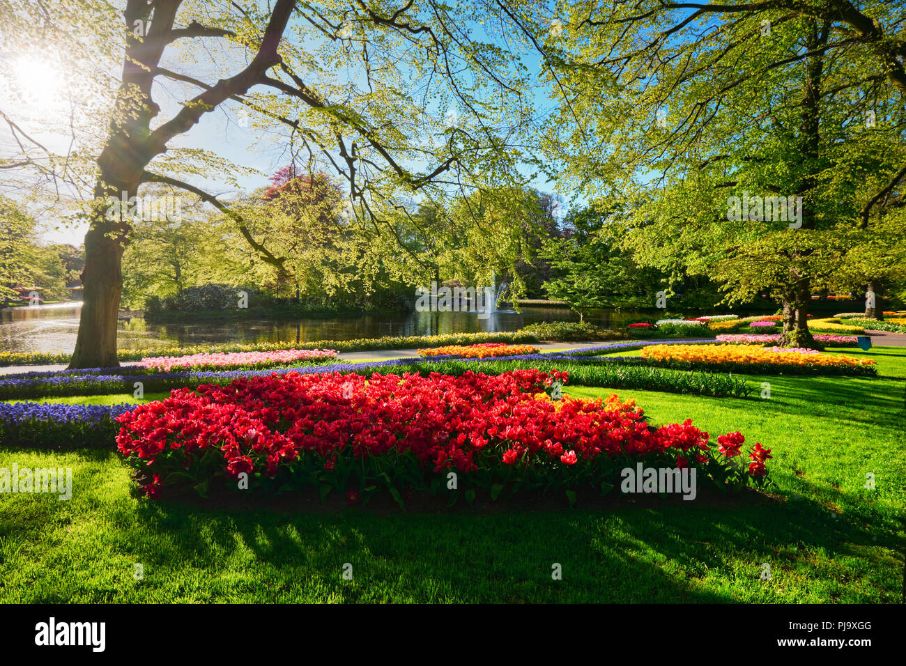 Jardin de fleurs Keukenhof. Lisse, aux Pays-Bas. Banque D'Images
