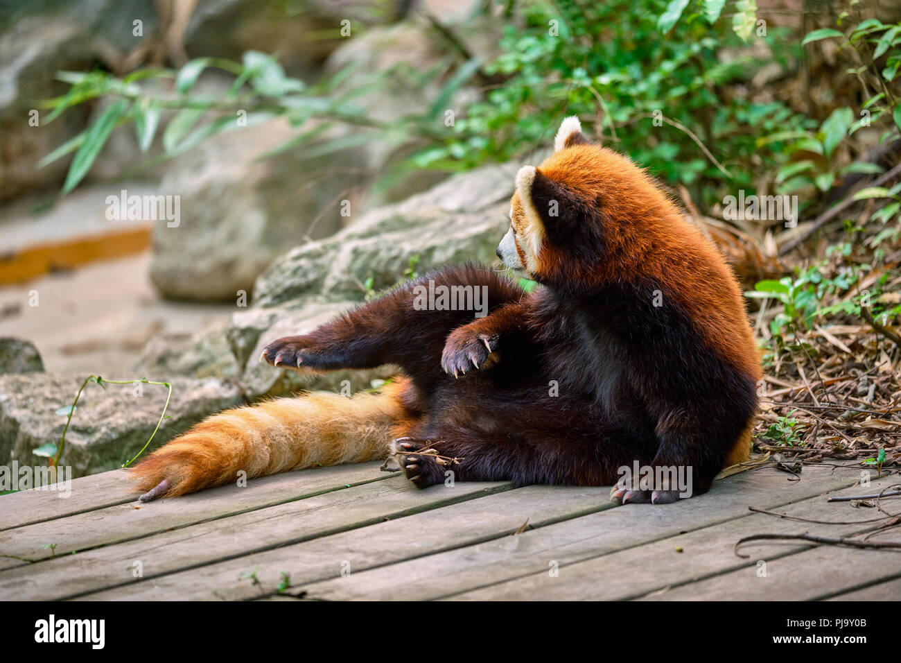 Le panda rouge (Panda) Banque D'Images