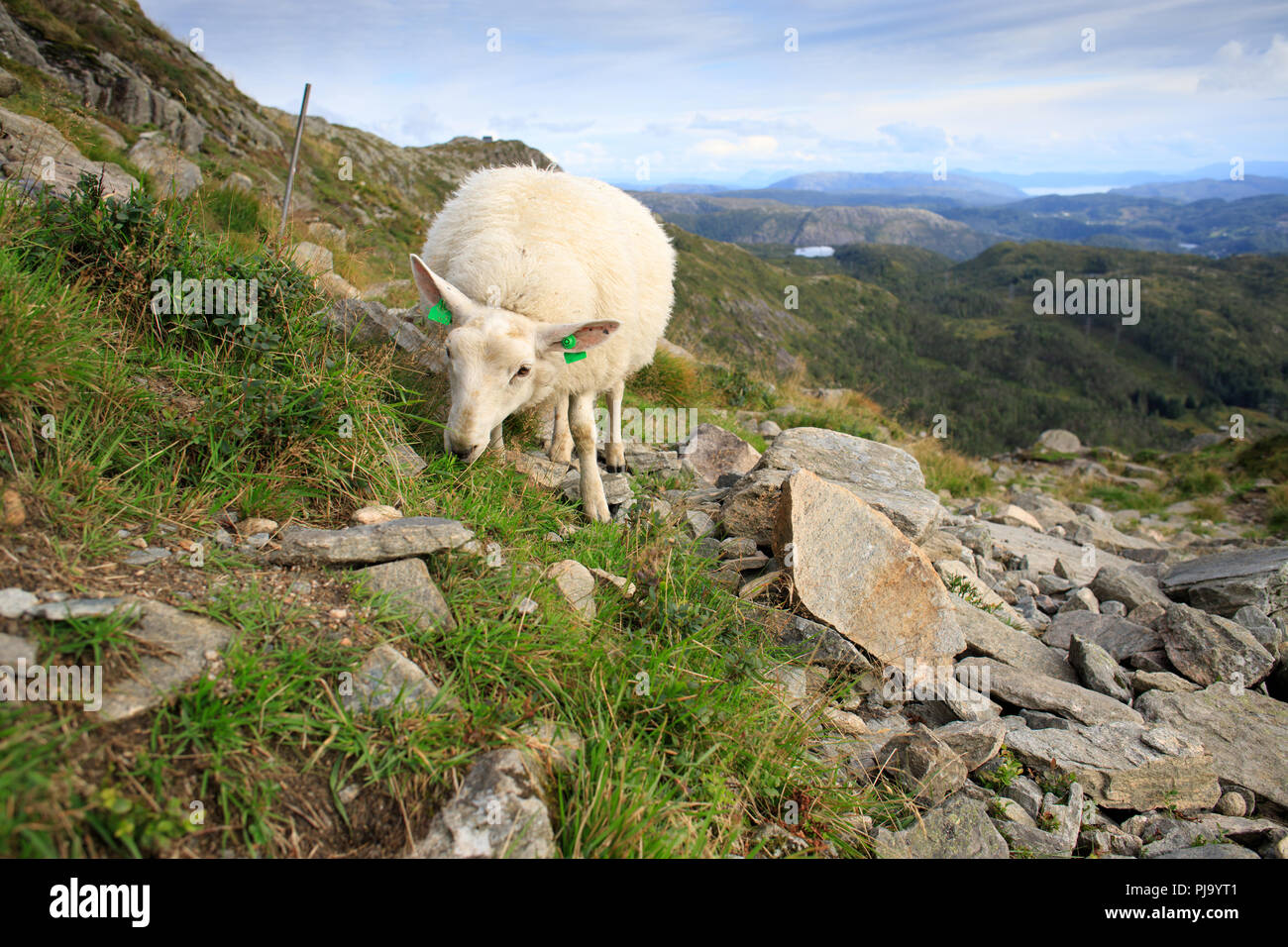 Mouton mignon broute sur la pente du mont Ulriken. Beau paysage de Norvège, fjords, montagnes, rochers, paysage urbain, à vélo. Monument de Bergen, Banque D'Images