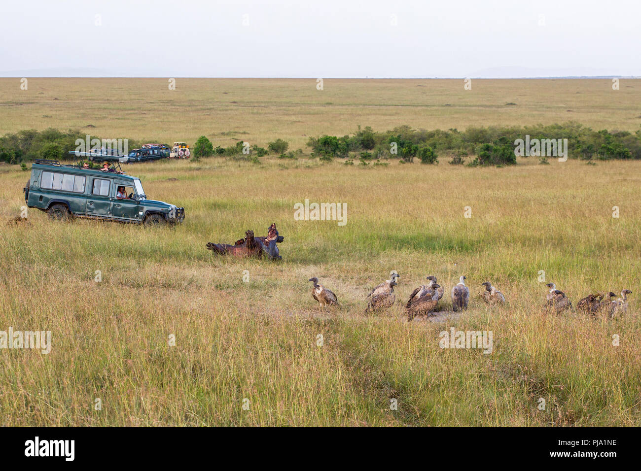 Avec les carcasses et les vautours attendent les touristes avec les véhicules de safari Banque D'Images