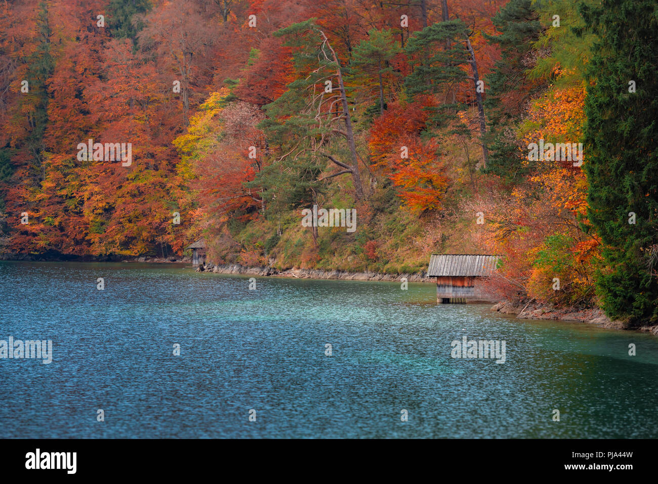 Beau paysage d'automne avec un cottage en bois sur le lac Alpsee, entouré de forêts aux couleurs automnales, à Fussen, Bavière, Allemagne. Banque D'Images