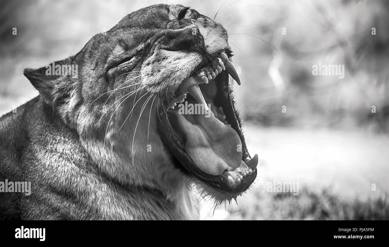 Lionne rugissant en noir et blanc Banque de photographies et d’images à