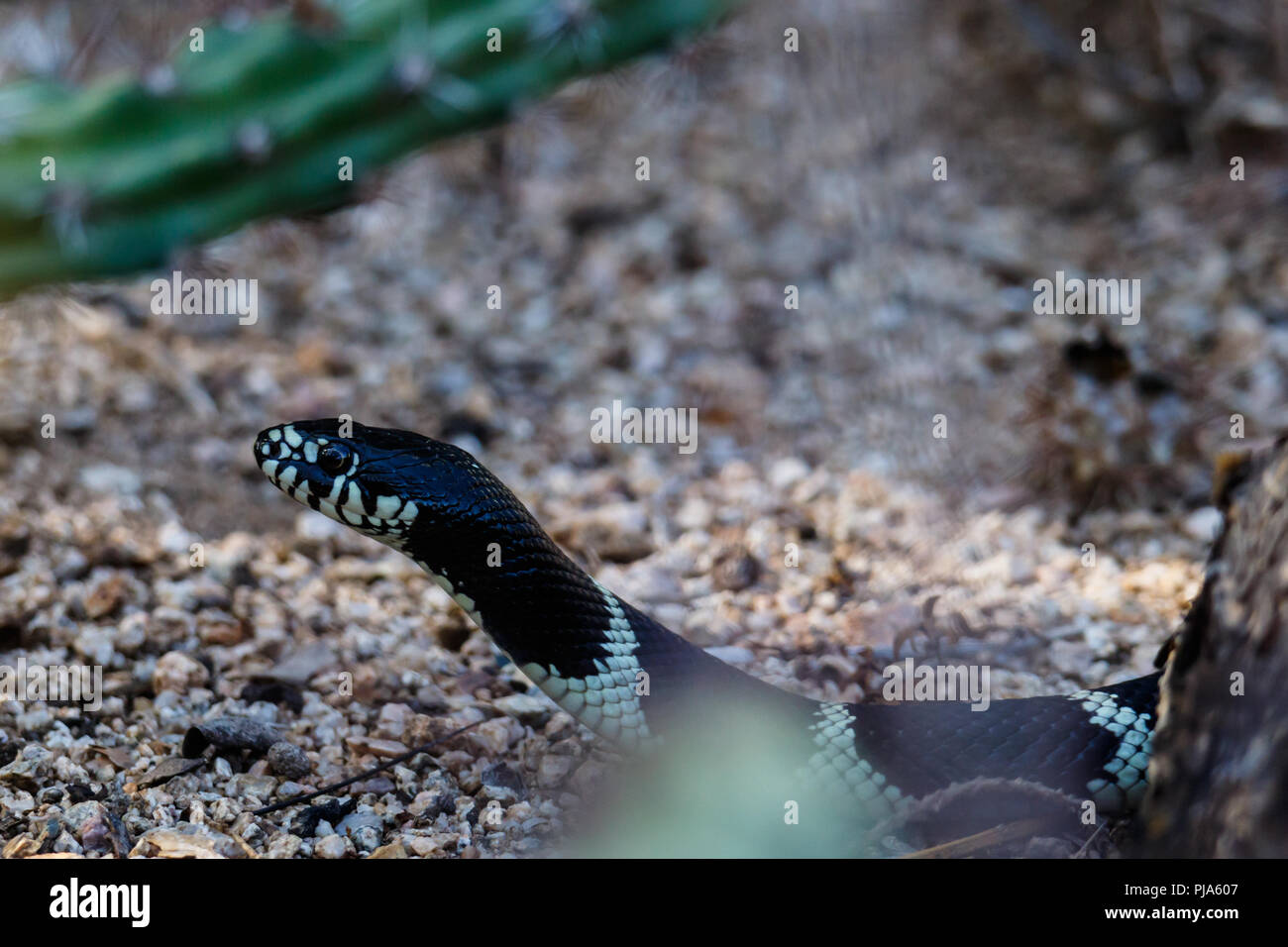 Libre de la tête de Kingsnake (Lampropeltis getula), qu'il rampe le long de la terre d'Arizona désert de Sonora. Cactus vert est dans l'arrière-plan Banque D'Images