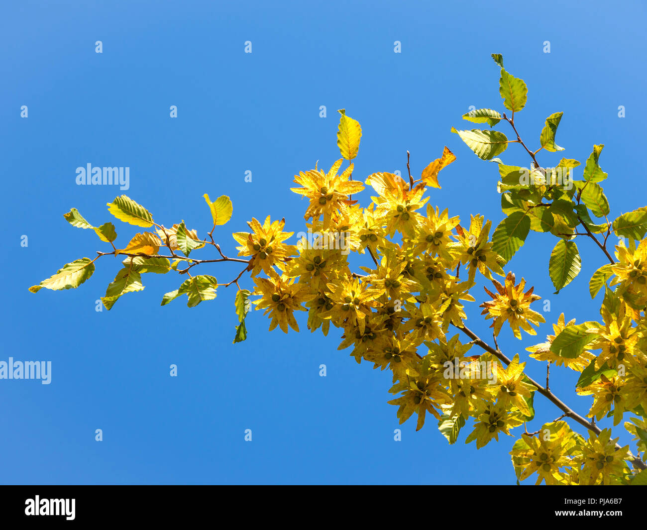 Les rameaux fructifères de charme (Carpinus betulus) en automne. Banque D'Images