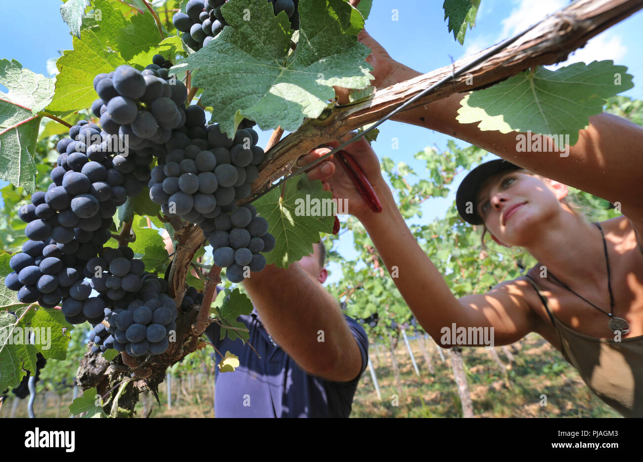 Frickenhausen, Allemagne. 05 Sep, 2018. Une jeune femme de la récolte de raisin rouge cépage Dornfelder dans un vignoble. La récolte du vin dans Main-Franconia est en plein essor. Credit : Karl-Josef Opim/dpa/Alamy Live News Banque D'Images