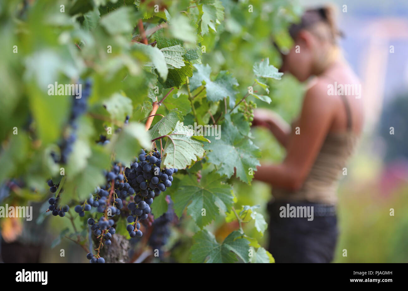 Frickenhausen, Allemagne. 05 Sep, 2018. Une jeune femme de la récolte de raisin rouge cépage Dornfelder dans un vignoble. La récolte du vin dans Main-Franconia est en plein essor. Credit : Karl-Josef Opim/dpa/Alamy Live News Banque D'Images