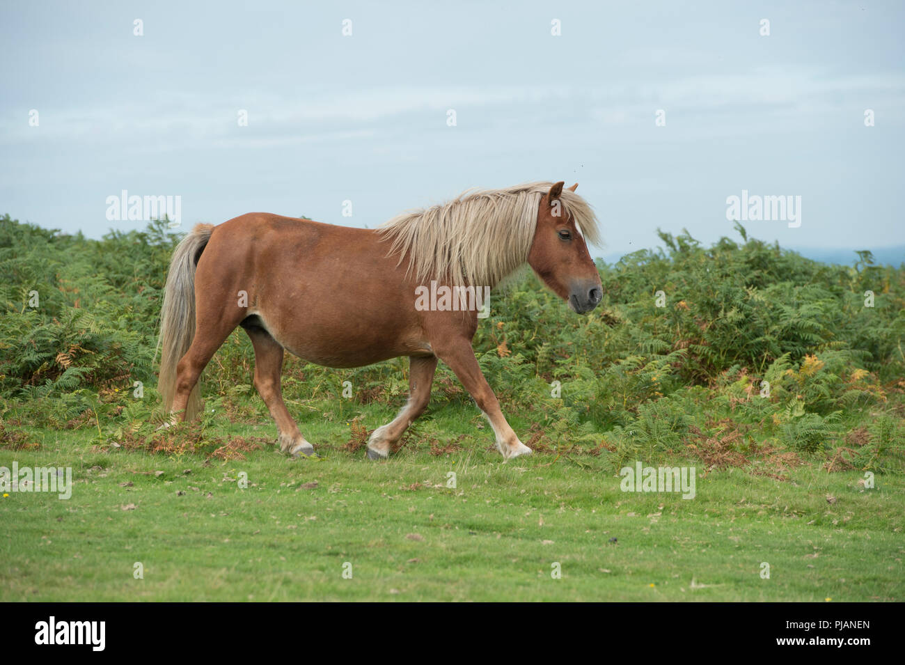 Wild pony à Dartmoor Banque D'Images