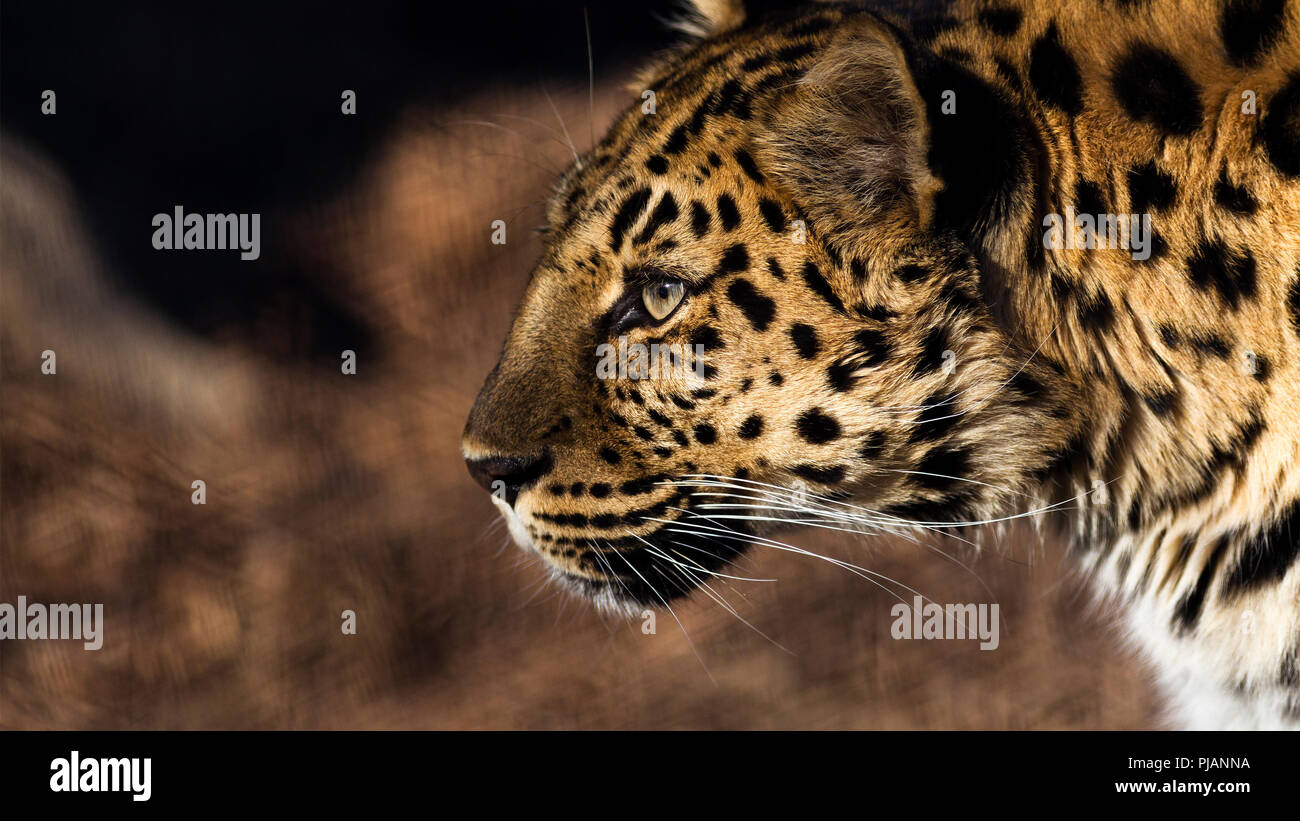 Portrait d'un léopard au coucher du soleil Banque D'Images