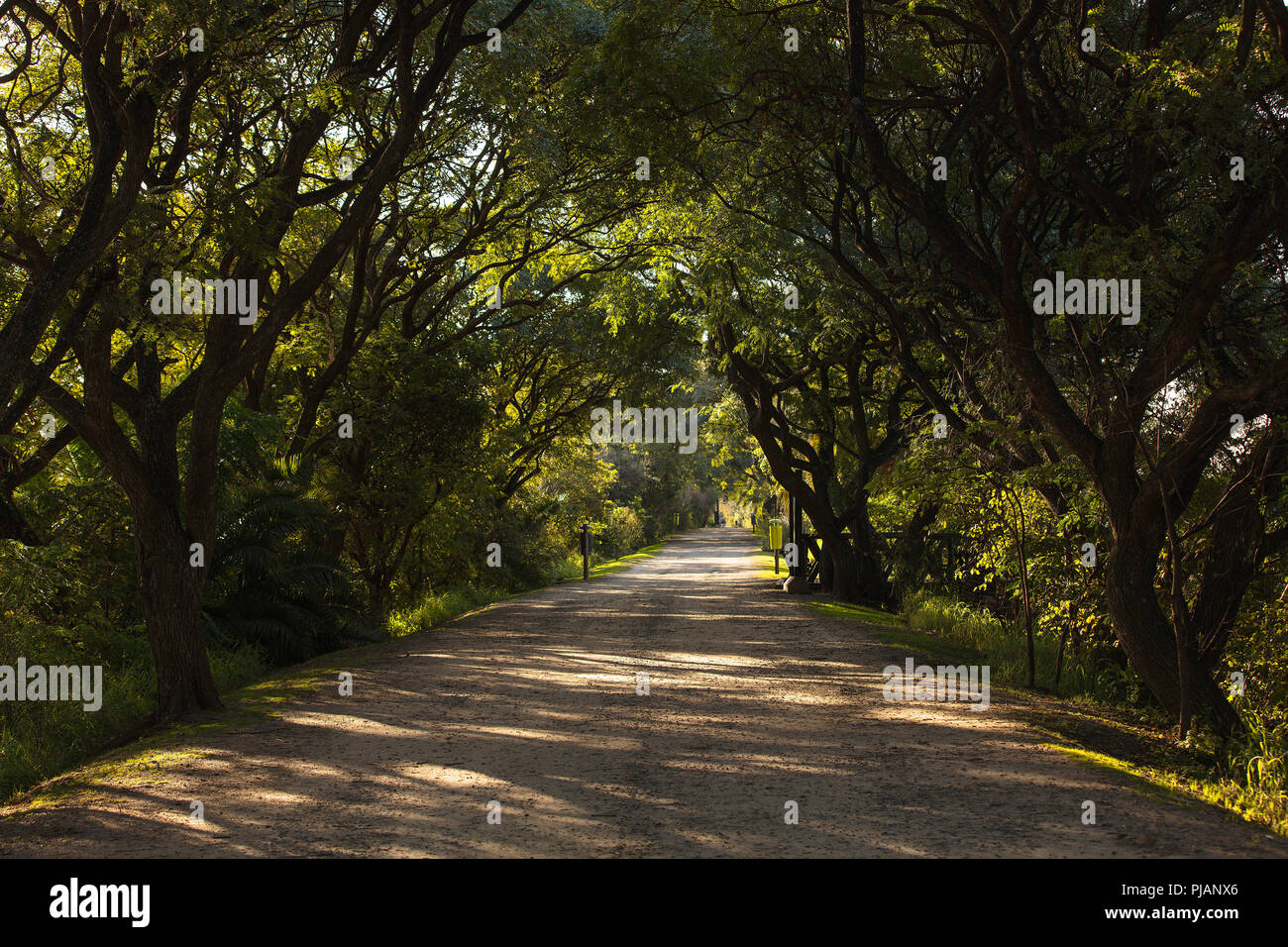 Un chemin à l'intérieur de la réserve écologique "Costanera Sur'. Puerto Madero, Buenos Aires, Argentine. Banque D'Images