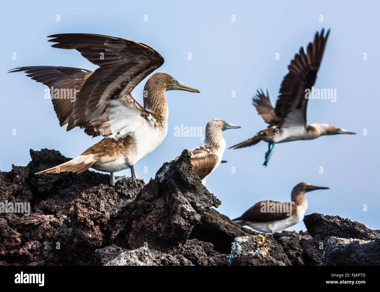 Blue-Footed Boobies prendre son envol. Elizabeth Bay, Isabela, Galapagos, Equateur Banque D'Images