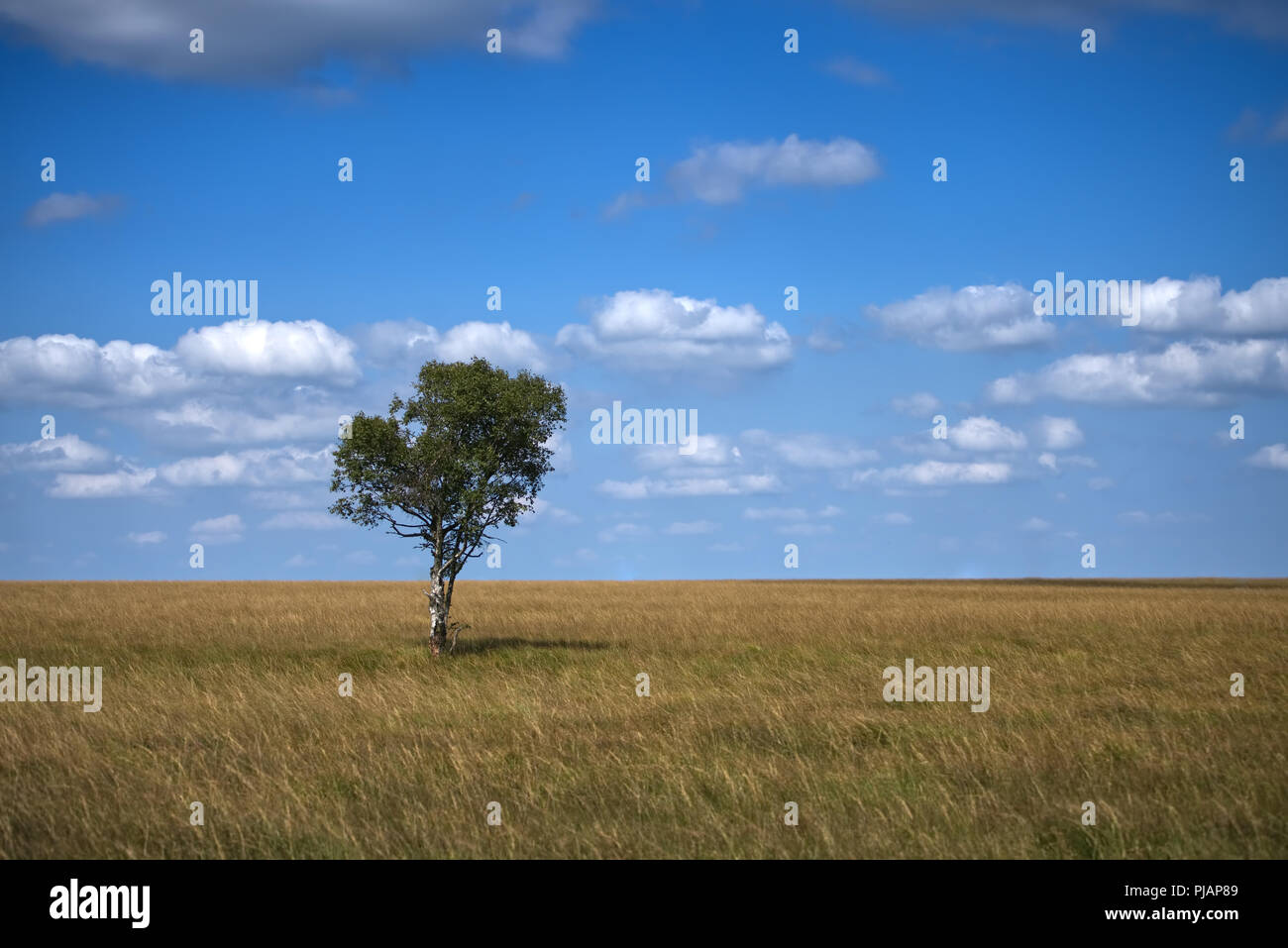 Lonely tree - Hautes Fagnes Banque D'Images