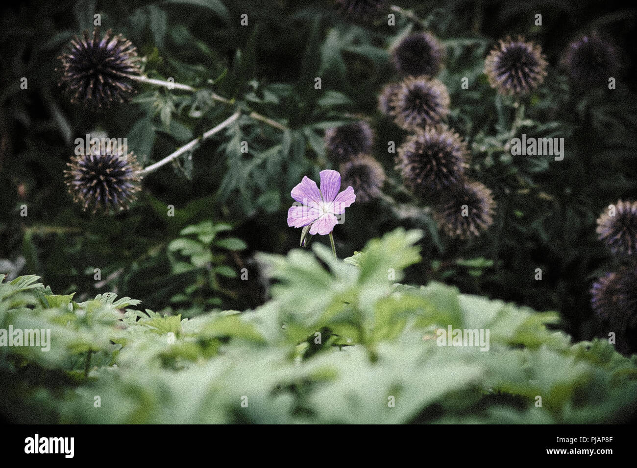 Au milieu de fleurs Banque D'Images