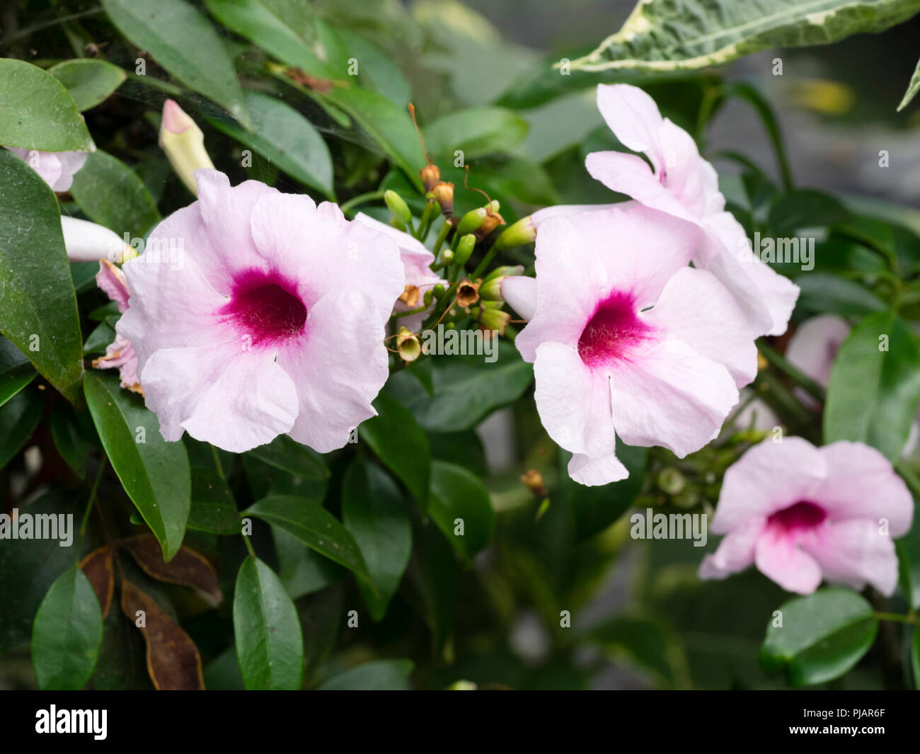 Fleurs blanches à gorge rouge de l'alpiniste australien, Pandorea jasminoides Banque D'Images Fleurs blanches à gorge rouge de l'alpiniste australien, Pandorea jasminoides Banque D'Images