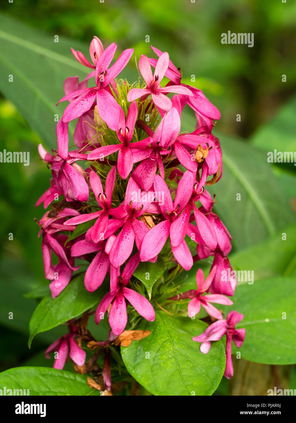 Spike d'été de fleurs rouge de la dispersion de l'Afrique du Sud, arbuste d'offres, Ruspolia hypocrateriformis Banque D'Images