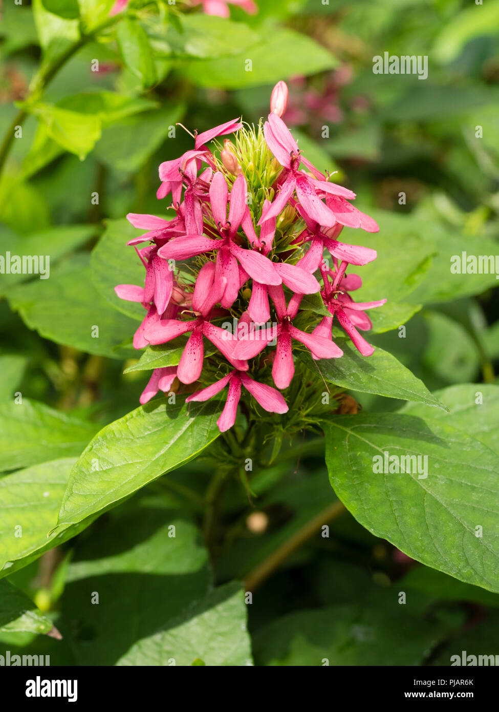 Spike d'été de fleurs rouge de la dispersion de l'Afrique du Sud, arbuste d'offres, Ruspolia hypocrateriformis Banque D'Images