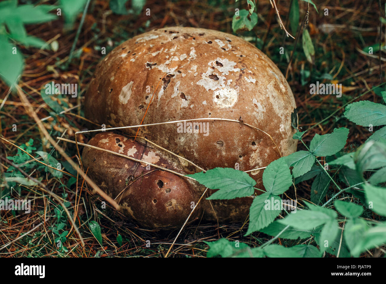 Belle Macro de puff ball géant en forêt de champignons d'automne herbe mousse. Vue du haut ci-dessus. Gros gros champignon bolet en bois. Journée ensoleillée en pays Banque D'Images