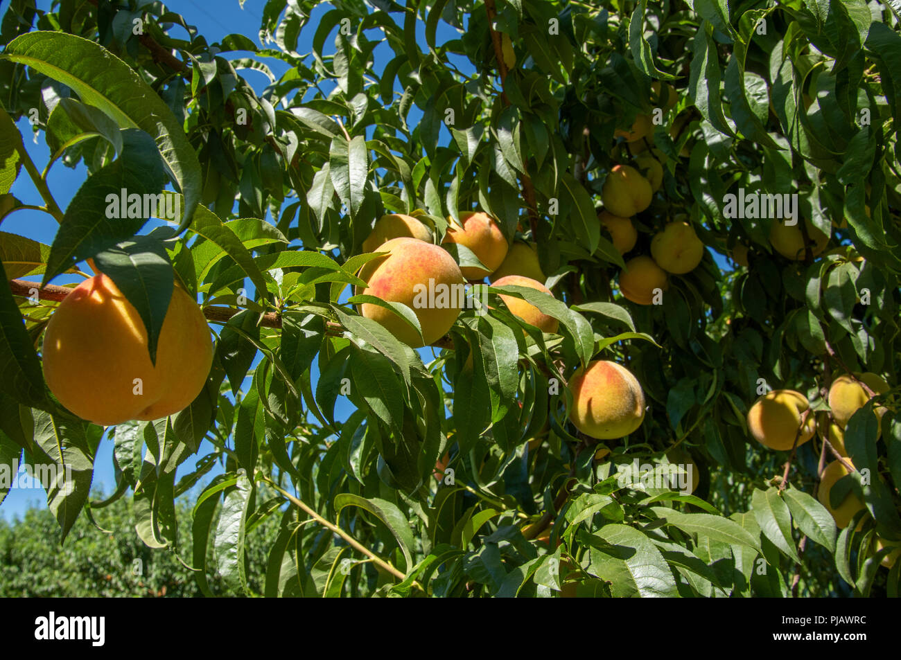 Orchrd Peach, le centre de la Californie Banque D'Images