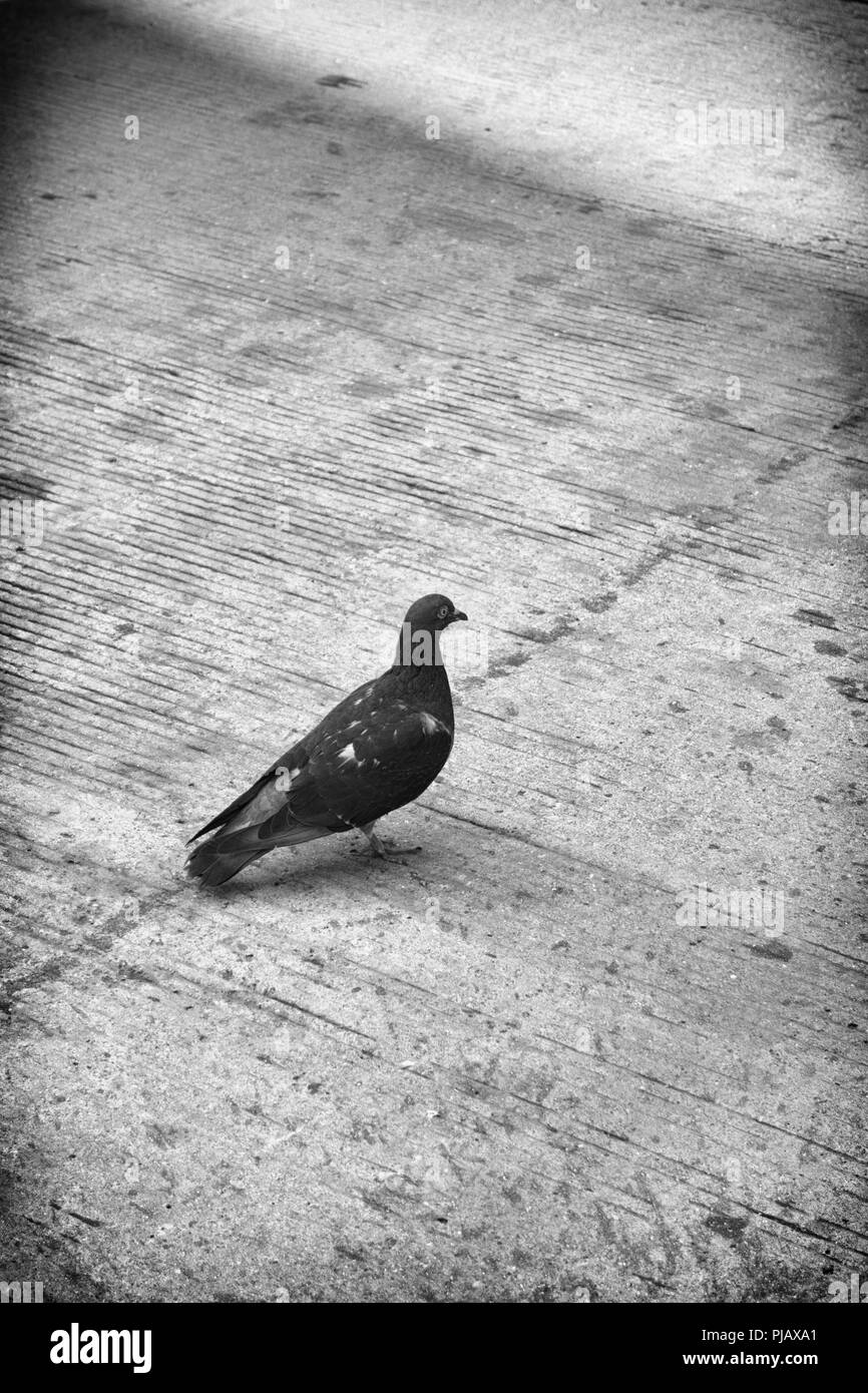 Un moody les images en noir et blanc d'un pigeon sur un trottoir Banque D'Images
