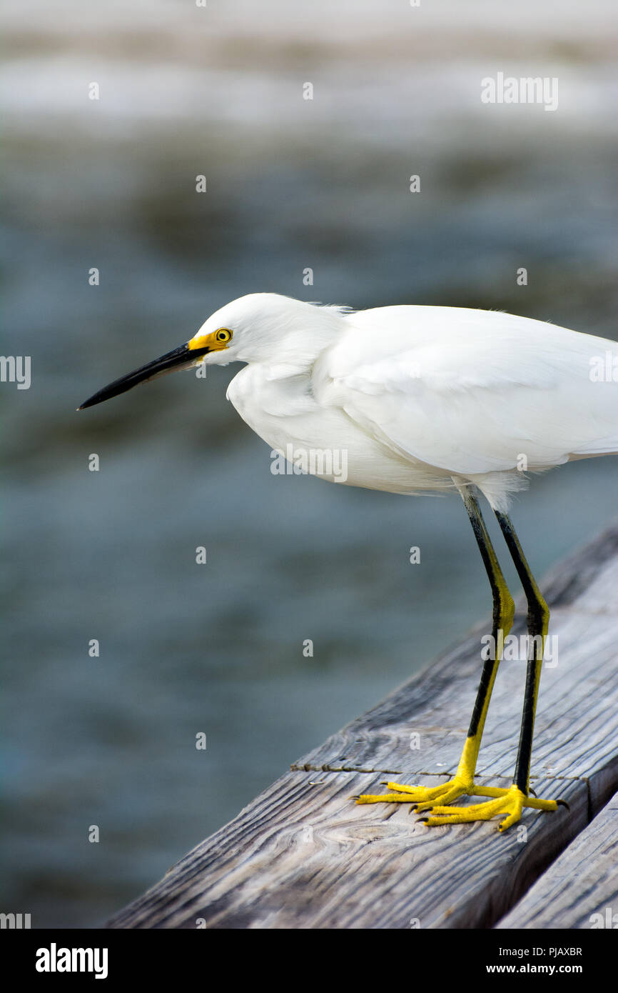Un gros plan d'une aigrette blanche le long du bord de mer en Floride, USA Banque D'Images