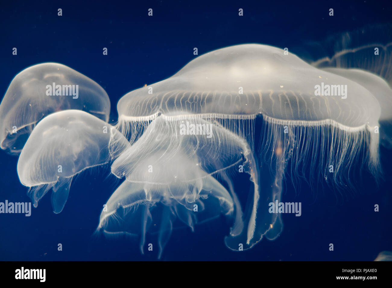 Méduse de lune (Aurelia aurita) flottant sur fond bleu foncé Banque D'Images