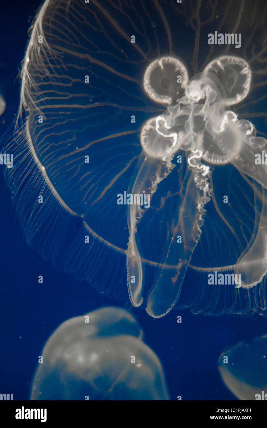 Méduse de lune (Aurelia aurita) flottant sur fond bleu foncé Banque D'Images