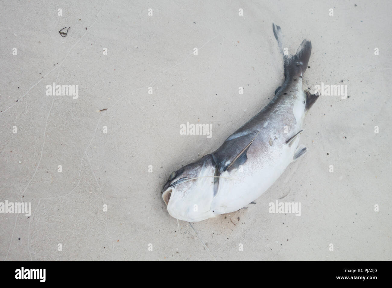 Un poisson mort couché dans le sable sur la plage de Anna Maria Island, Floride, USA, durant un épisode de la marée rouge Banque D'Images