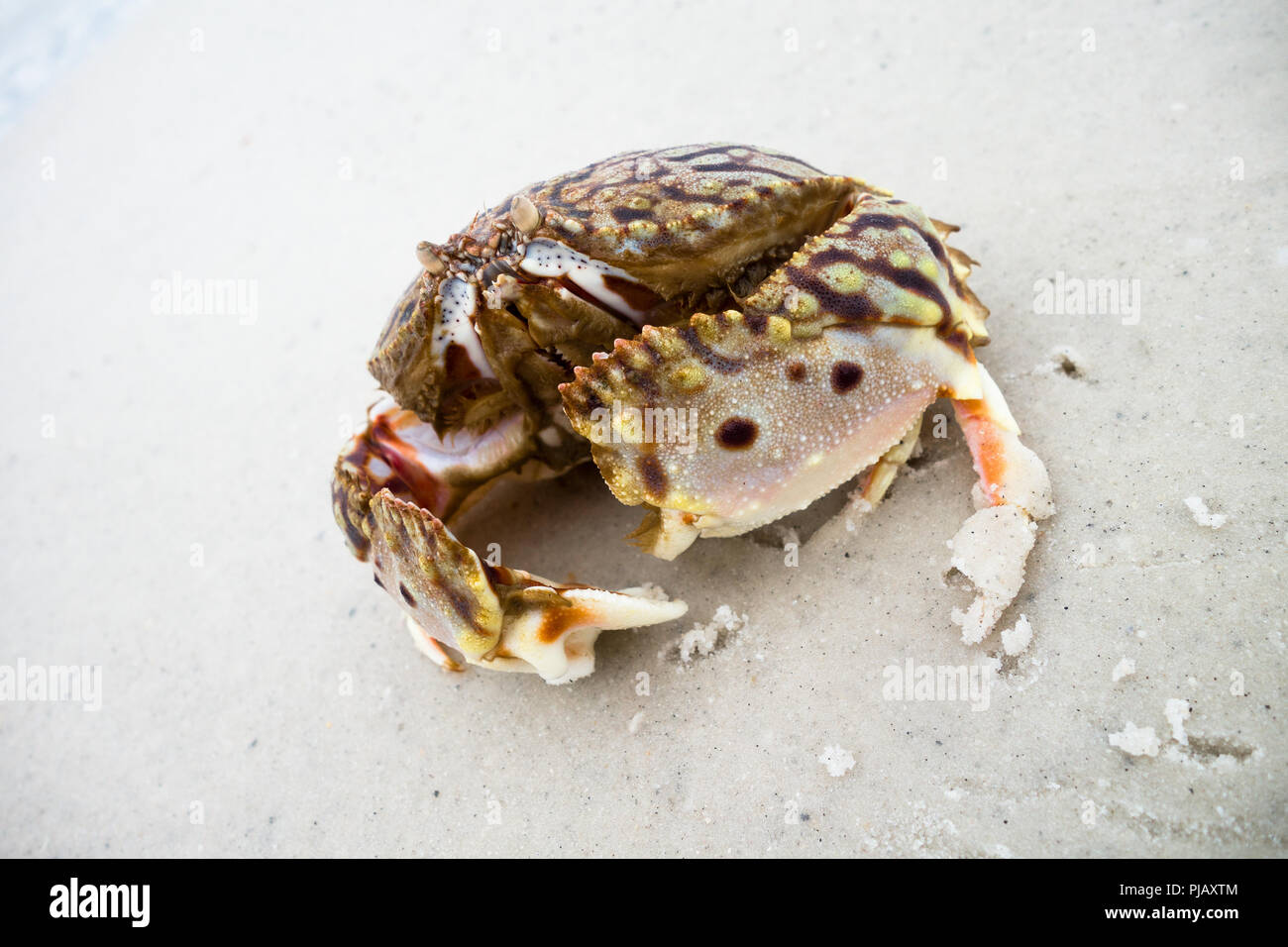 Un crabe sur la plage de Anna Maria Island, Floride, USA Banque D'Images