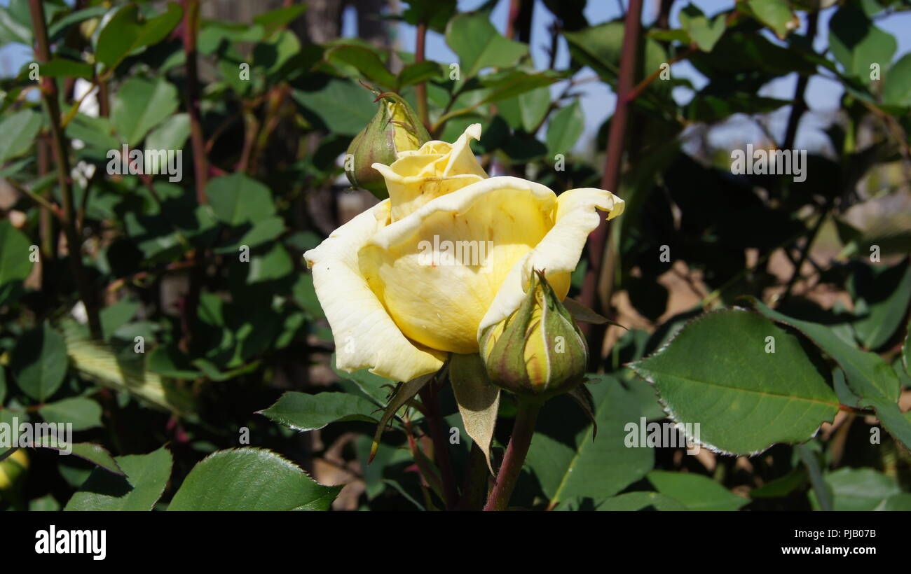 rose jaune Banque D'Images