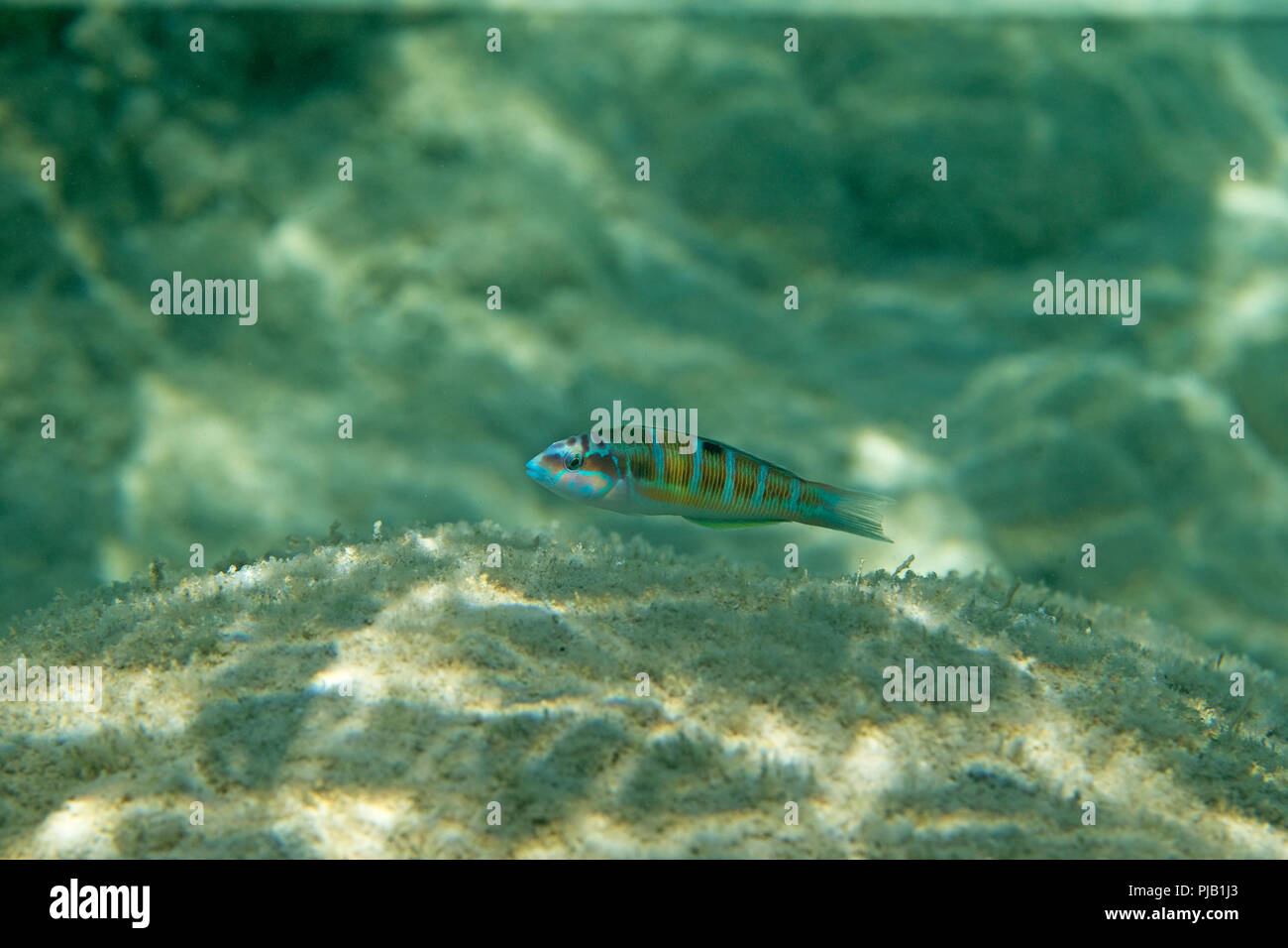 Ornate Wrasse (Thalassoma pavo) Banque D'Images