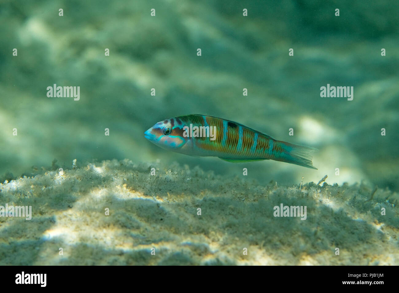 Ornate Wrasse (Thalassoma pavo) Banque D'Images