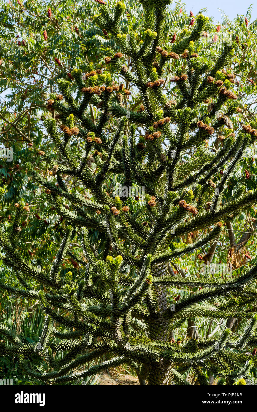 Arbre Araucaria, Parc des Oiseaux, Villars les Dombes, France Banque D'Images