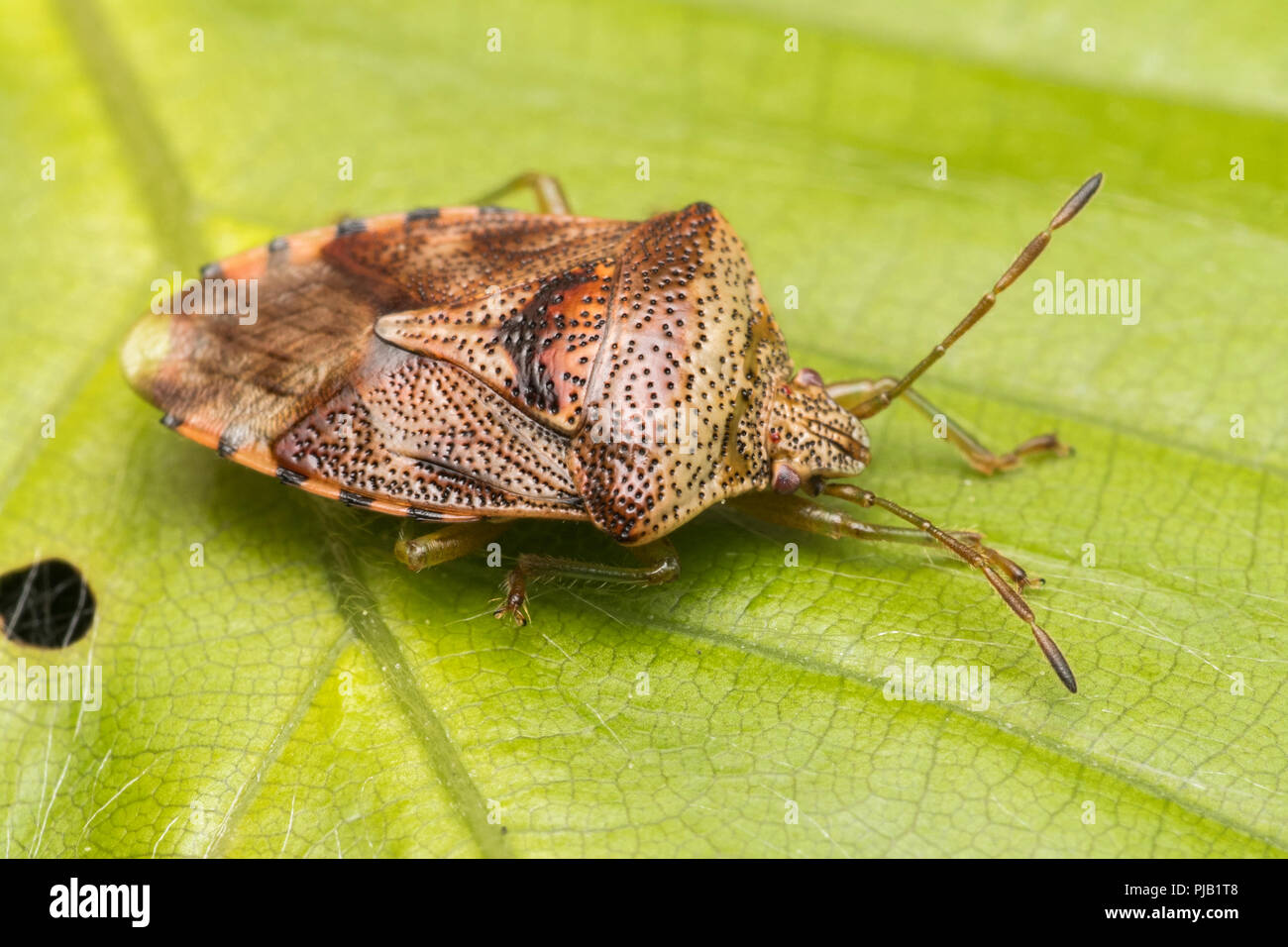 Bug (Elasmucha grisea Parent) au repos sur bramble feuille. Tipperary, Irlande Banque D'Images