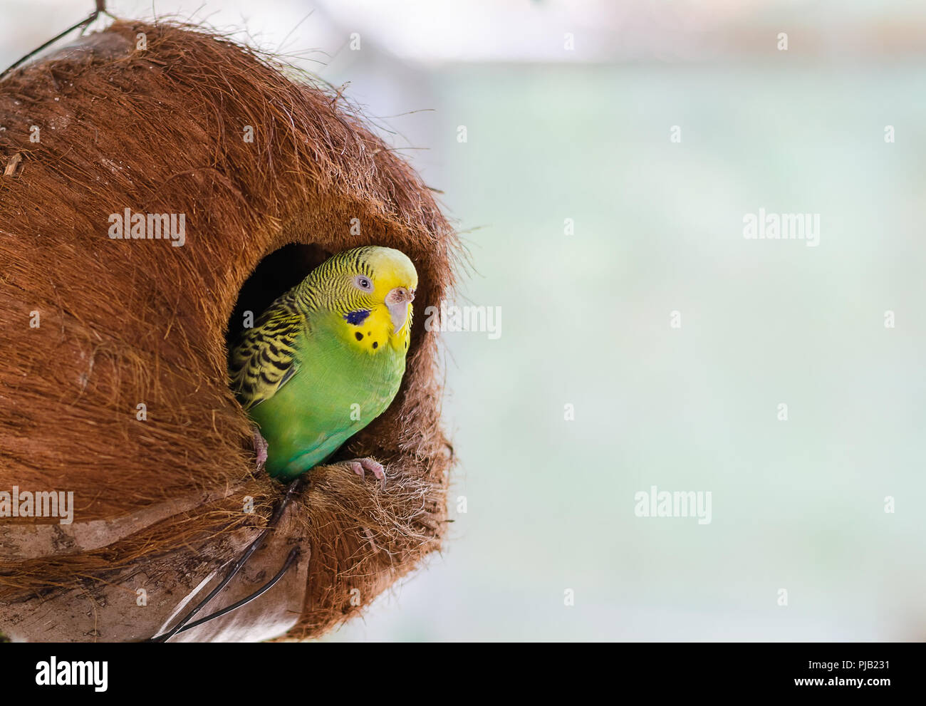 Petit Vert perroquet dans le nid de l'ancien coco. Banque D'Images