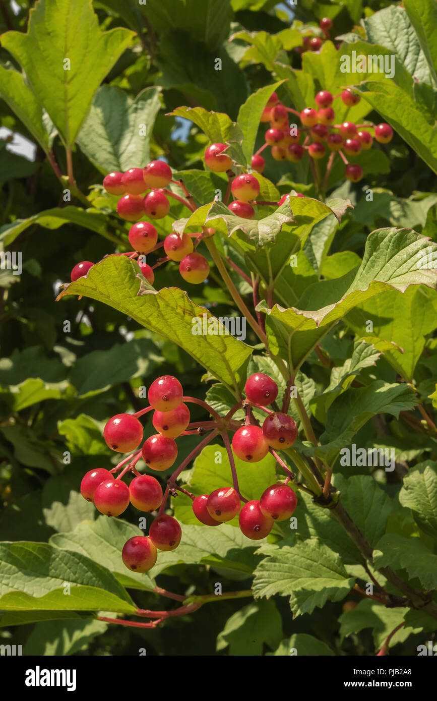 Grappes de baies rouge et jaune sur les branches avec des feuilles vertes en soleil. L'affinage de la récolte de bois de flèche, également appelée boule de neige, guelder rose ou v Banque D'Images