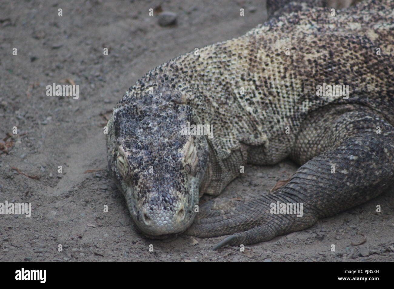 Dragon de Komodo bronzer ou se dorer Banque D'Images