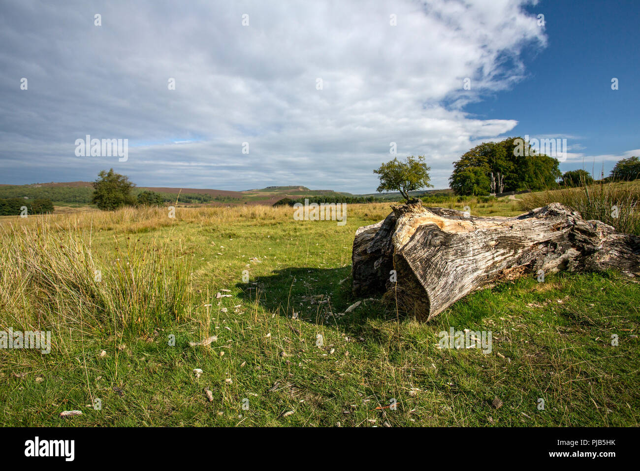 Une vue sur la lande de Burbage Edge de la succession Longshaw dans le Peak District. Banque D'Images