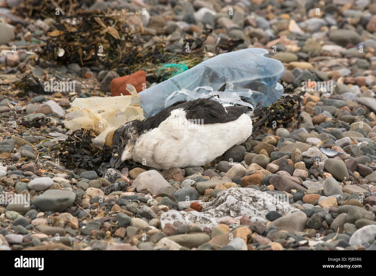 oiseau, mouette piégé dans Plastique des ordures mensonge sur le plage. le  concept de un écologique catastrophe causé par Plastique ordures. ai généré  21979877 Photo de stock chez Vecteezy
