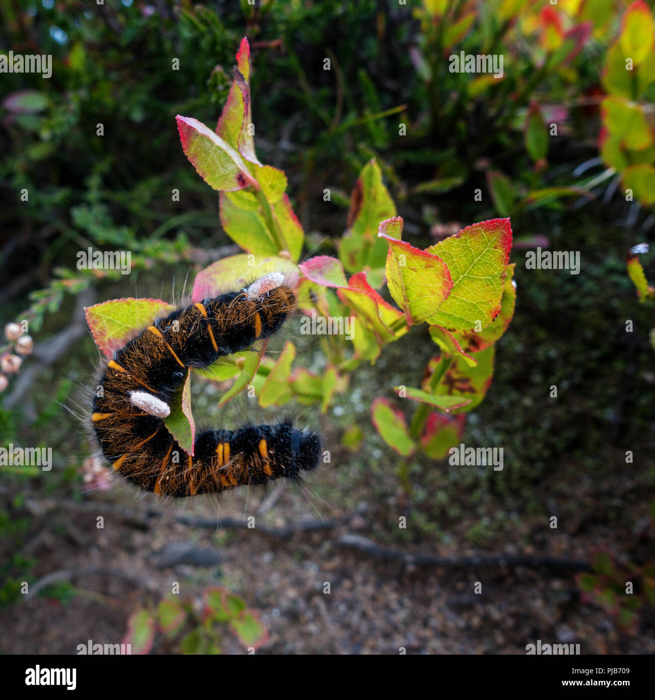 Royaume-uni : la faune Fox Moth caterpillar (Macrothylacia rubi), avec les larves de parasites (probable) guêpe parasitoïde dans un cocon, une nouvelle Banque D'Images