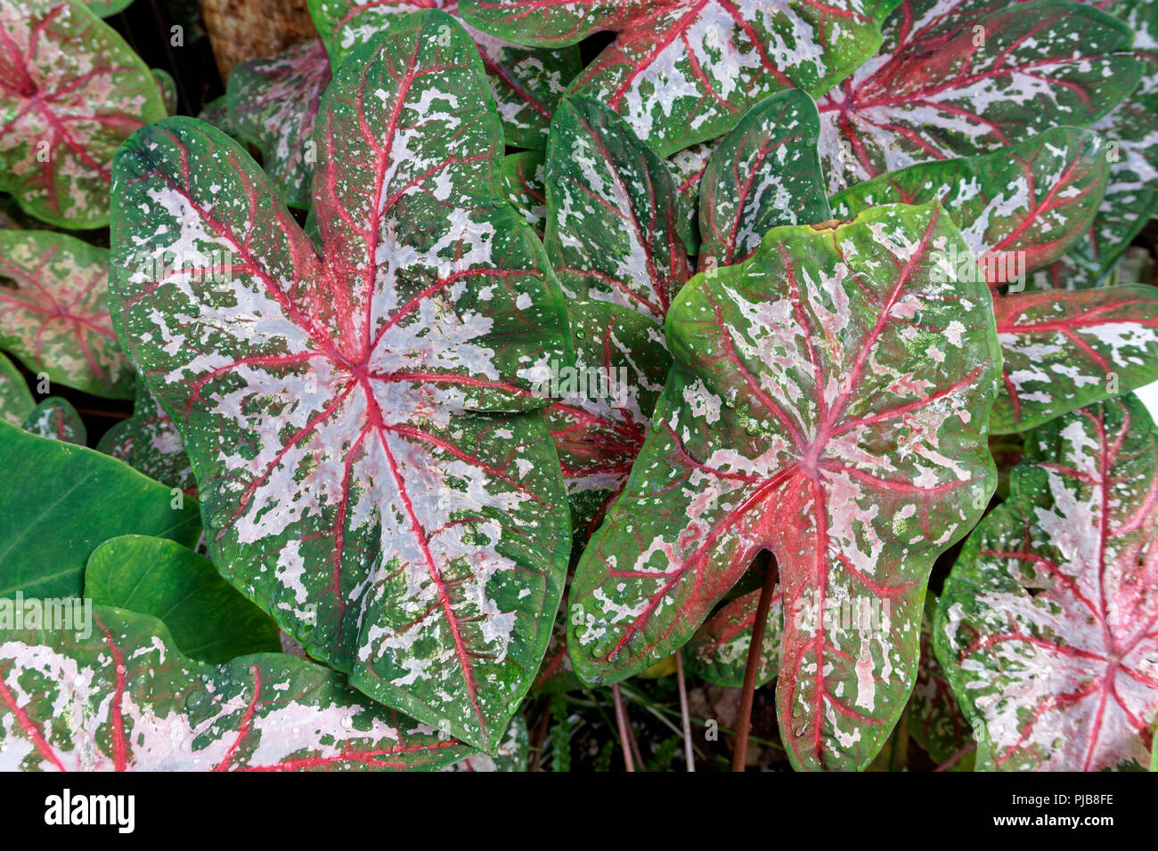 Close-up du vert, rouge et blanc, feuilles d'un Caladium hybride plante Banque D'Images