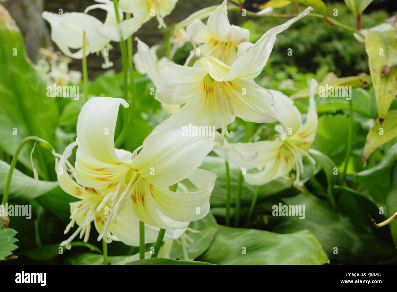 L'Erythronium californicum 'White Beauty' floraison dans un jardin anglais au printemps, UK Banque D'Images