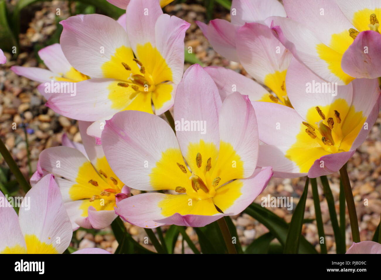 Tulipa saxatilis (bakeri) Groupe Lilac Wonder en fleur dans un jardin anglais au printemps, UK Banque D'Images